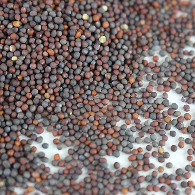 Red Leaf Mizuna Mustard Garden Seeds - 1 g Packet ~400 Seeds - Non-GMO, Heirloom Vegetable, Herb & Microgreens Gardening Seeds