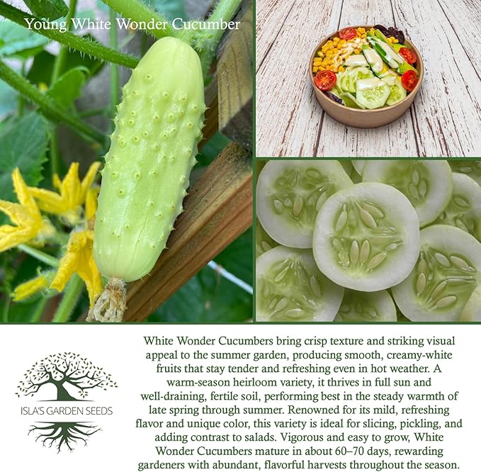 White Wonder Cucumber Seeds – 50+ Heirloom Non-GMO Seeds by Isla’s Garden Seeds, Crisp & Mild Flavor, High-Yield Variety, Perfect for Home Gardens, Easy to Grow, Great for Fresh Eating & Pickling