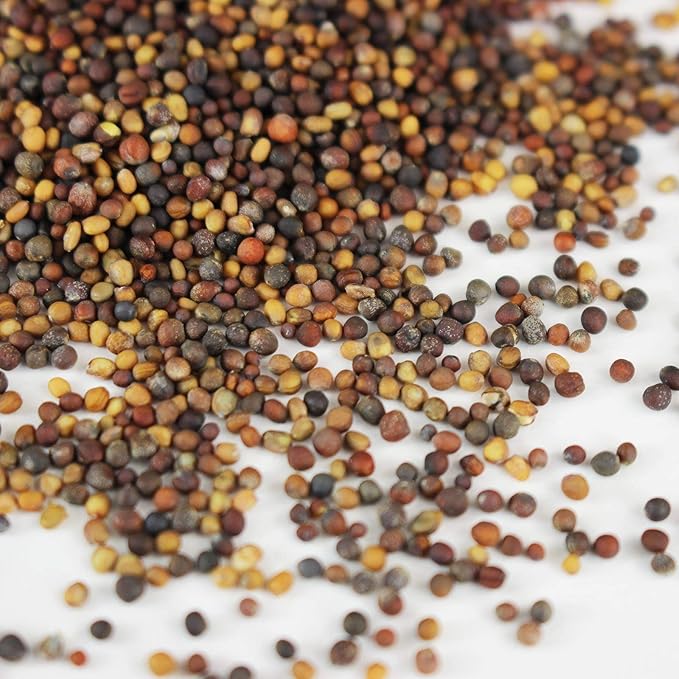 Organic Spicy Salad Mix Microgreens Seeds: 1 Lb - Non-GMO Micro Greens Seed Blend: Broccoli, Kale, Mustard, Cabbage, Arugula, Mustard, More