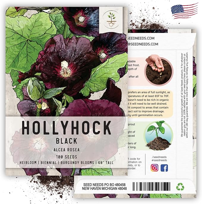 Seed Needs, Black Hollyhock Seeds - 100 Heirloom Seeds for Planting Alcea rosea - Great for Gothic Gardens, Open Pollinated Biennial That Attracts Pollinators (5 Packs)