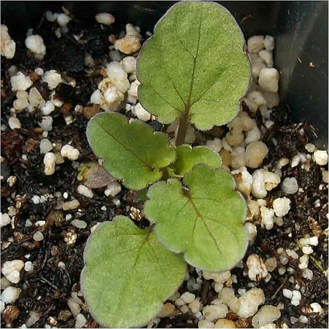 Seed Needs Viola Seeds for Planting Bambini Violas - Heirloom & Open Pollinated Annual Flowers to Plant and Grow an Outdoor Wildflower Butterfly Garden to Attract Pollinators (2 Packs)