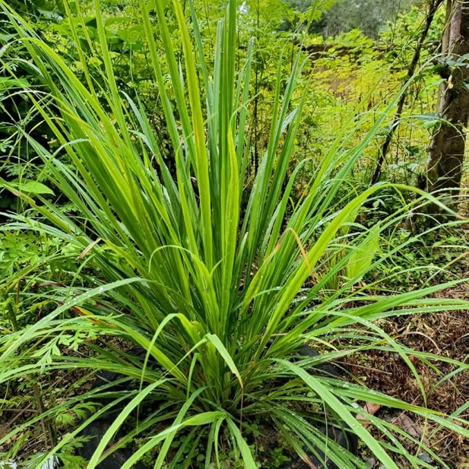 Lemongrass Live Plants, Lemongrass Plants Live, Lemon Grass Live Plant, Well Rooted Lemongrass Herb Seedling for Outdoor Growing, 4 to 6 Inches Tall (Set 5)