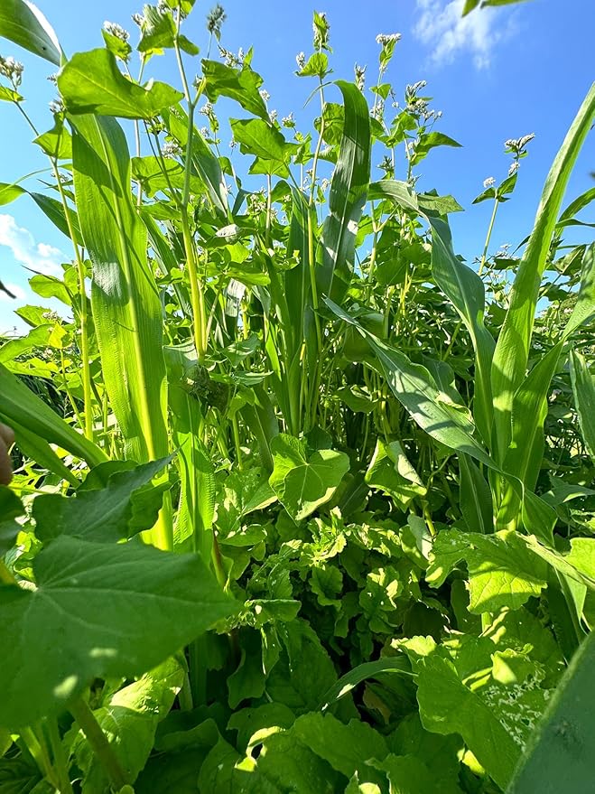 Whitetail Hill Dirt Doctor Food Plot Seed Mix for Deer, Perfect for Rebuilding Topsoil, Breaking up Compaction, and Recharging Nutrients, Buckwheat, Grain Sorghum, 2 Clovers, Tillage Radishes