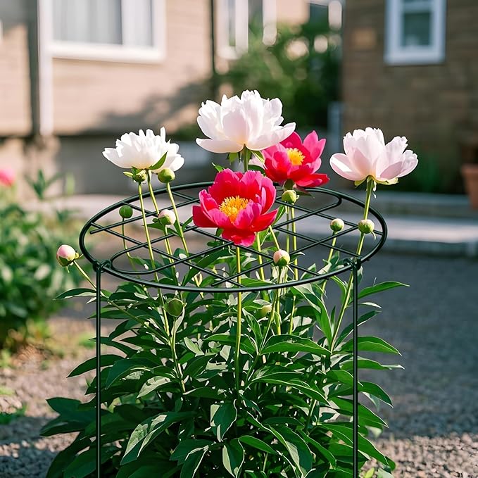 6 Pack 16 x 24 Inch Peony Cages and Supports Grow Through Plant Grid Support,Metal Plant Brace Support Peony Rings Hoops for Outdoor Plants Vegetables,Rose,Tomato,Orchids