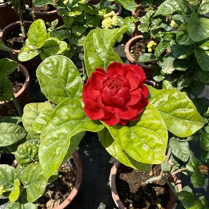 150+ Jasmine Flower Seeds for Planting, Jasmine Flower Seed, Non-GMO Fragrant Plant Flower Seeds for Home Garden Outdoor