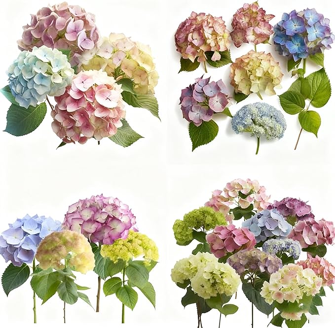 Mixed Color Hydrangea Seed, 150 Hydrangea Flower Tree Seeds, Heirloom Flower Seeds for Garden Home Outdoor