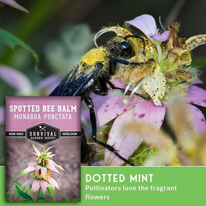 Survival Garden Seeds - Spotted Bee Balm Seed for Planting - 2 Packets with Instructions to Plant & Grow Monarda Punctata Your Home Herb Garden - Dotted Mint Wildflower Non-GMO Heirloom Variety