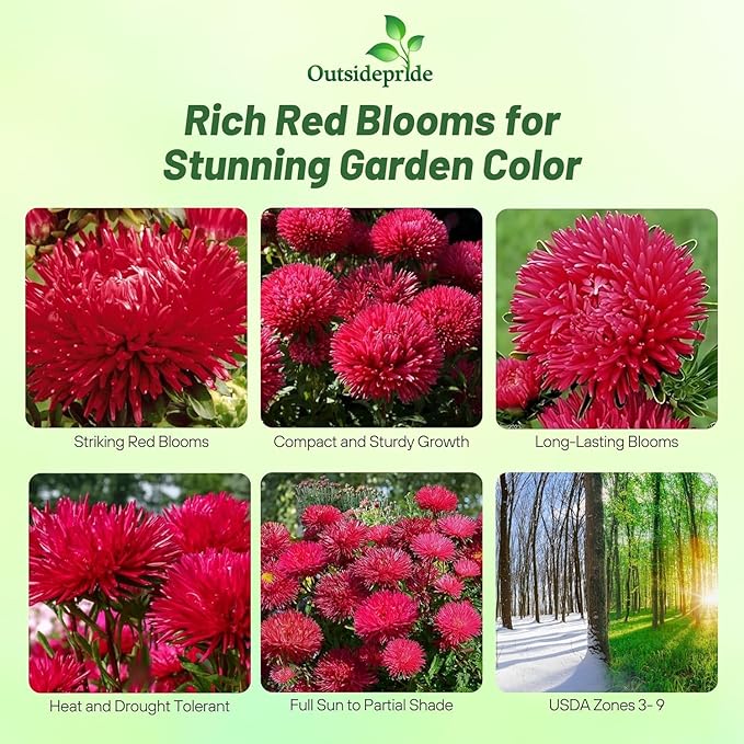 Outsidepride Gremlin Aster Seeds - 2000 Pcs. Annual, Hardy & Pollinator Friendly Flower Seeds for Planting Vibrant Red Blooms and Oval-Shaped Leaves, Great for Meadows & Aesthetic Gardens