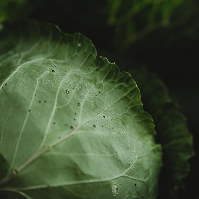All Seasons Cabbage - 100 Seeds - Heirloom & Open-Pollinated Variety, Non-GMO Vegetable Seeds for Planting Outdoors in The Home Garden, Thresh Seed Company