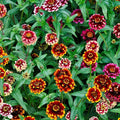 Eden Brothers Zinnia Seeds - Aztec Sunset