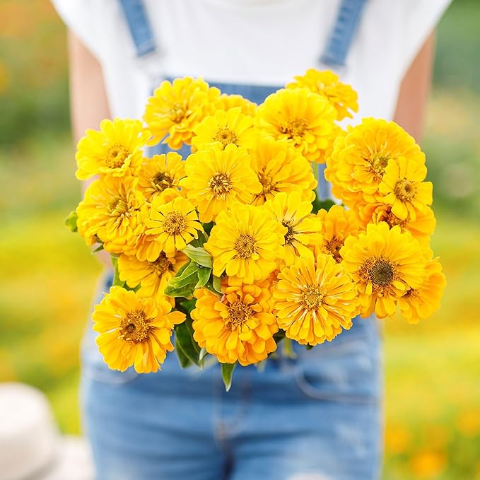 Eden Brothers Zinnia Seeds - Canary Bird, Non-GMO Seeds for Planting, 1 oz | Low-Maintenance Flower Seeds, Plant During Spring, Zones 3, 4, 5, 6, 7, 8, 9, 10