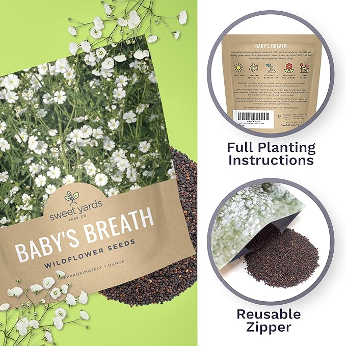 Showy Baby's Breath Seeds – Bulk Quarter Pound Bag – Over 80,000 Open Pollinated Non-GMO Wildflower Seeds – Gypsophila elegans – Quick Blooming White Flowers