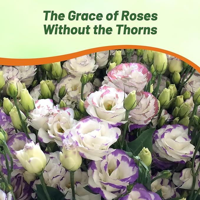 Outsidepride Lisianthus Sapphire Mix Flower Seeds - 50 Pcs. Annual, Versatile & Low Maintenance, Flower Seeds for Planting Prolific & Vibrant Mixed Blooms, Great for Cut Flower Arrangements