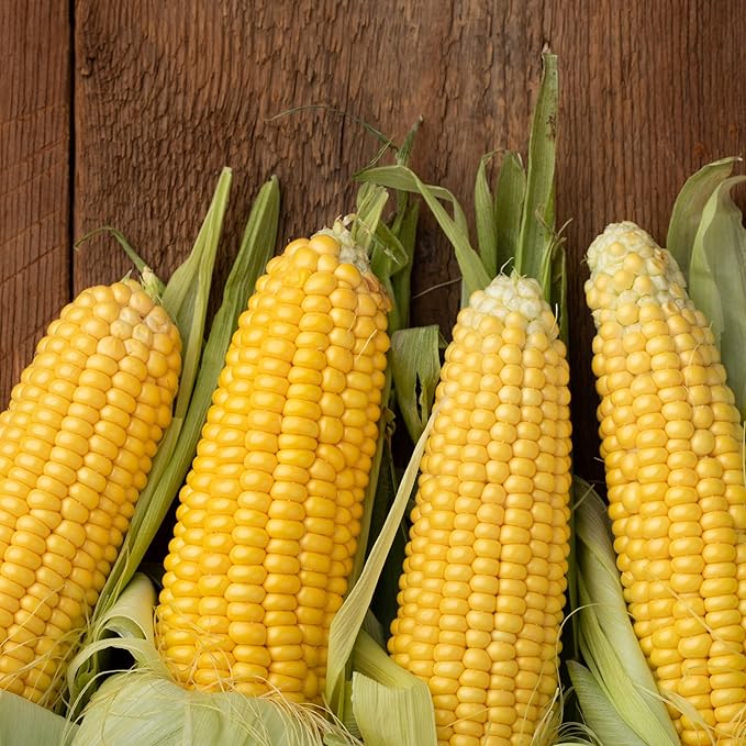 Park Seed Variety of Corn Seeds, Non-GMO Vegetable Seeds for Planting, Easy to Grow, Perfect for Harvesting, Honey Select Triplesweet Hybrid, Pack of 200