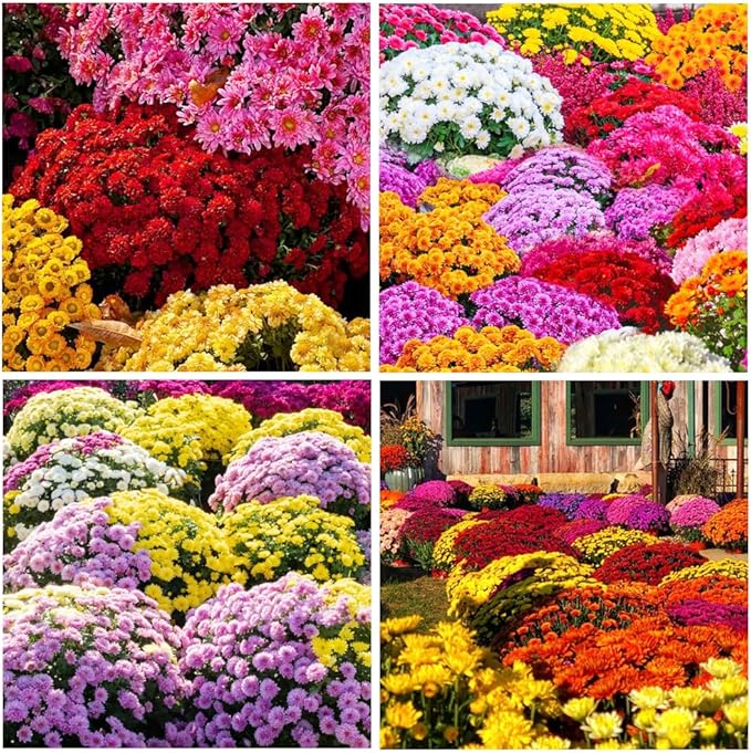 300+Mixed Color Mums Chrysanthemum Seeds for Planting-Perennial Hardy Chrysanthemum Flower Seeds Ground Cover Landscape