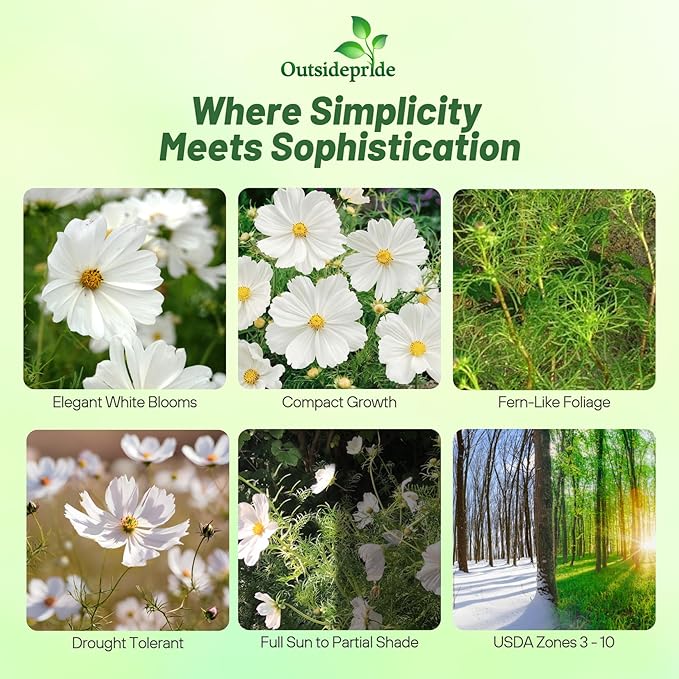 Outsidepride Purity Cosmos Bipinnatus Seeds - 1000 Pcs Annual, Easy to Grow & Drought Tolerant Flower Seeds for Planting w/Fern-Like Foliage & White Blooms, Ideal for Cut Flower & Wildflower Meadows