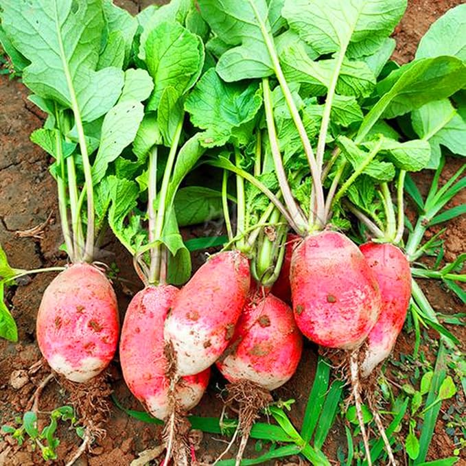 Mixrug 7 Types Radish Seeds Pack for Planting, 840pcs Non-GMO Heirloom Radish Vegetable Seeds, Vegetables Plants Home Fresh Food Garden for Outdoors Indoors