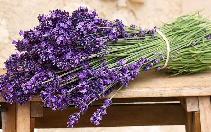 KIRA SEEDS - Seeds English Lavender - Lavandula Plant - Heirloom Herbs - GMO Free