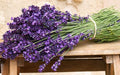 Seeds4planting - Seeds Lavender Officinalis - Organic
