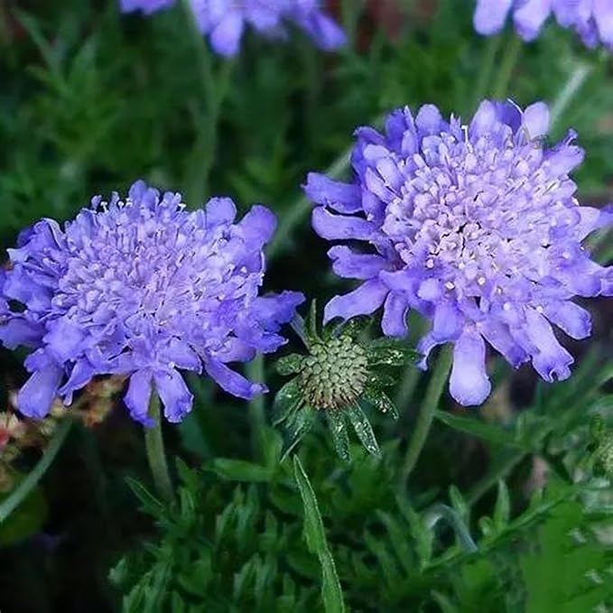 Scabiosa Flower Seeds for Planting, 200+ Mixed Color Scabiosa Seed, Perennial Flower Plants, Non-GMO Heirloom Pincushion Seeds for Home Decoration Garden Outdoor