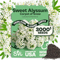 SVI 3000 Carpet of Snow Sweet Alyssum Seeds (Lobularia maritima) – White Sweet Alyssum Seed Packets Bulk – Ground Cover Seed Pack, Flower Seeds for Outside, Containers, Flower Beds