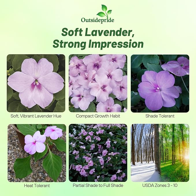 Outsidepride Extreme Lavender Impatiens Flower Seeds - 100 Pcs Annual, Compact & Pollinator Friendly, Impatiens Seeds for Planting w/Vibrant, Abundant Blooms for Shade Gardens & Container Displays