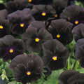 Outsidepride Black Viola Pansy Seeds for Planting - 1,000 Pcs. Biennials, Trailing, Cold-Hardy & Pollinator Friendly Flowers with Fragrant Blooms for Garden Beds, Borders & Container Displays