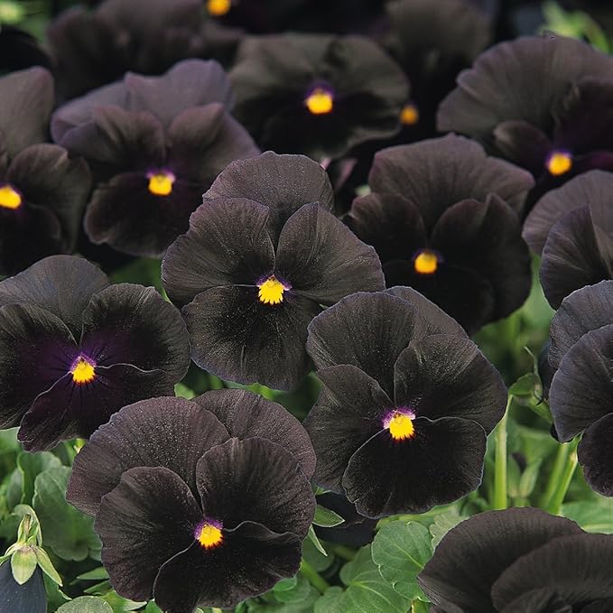 Outsidepride Black Viola Pansy Seeds for Planting - 1,000 Pcs. Biennials, Trailing, Cold-Hardy & Pollinator Friendly Flowers with Fragrant Blooms for Garden Beds, Borders & Container Displays