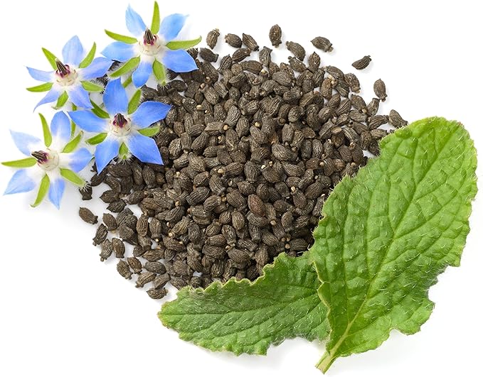 Borage Seeds - Starflower - Heirloom Non-GMO Herb Seeds for Planting an Herb Garden - 100 Seeds - Borago Officinalis - by RDR Seeds