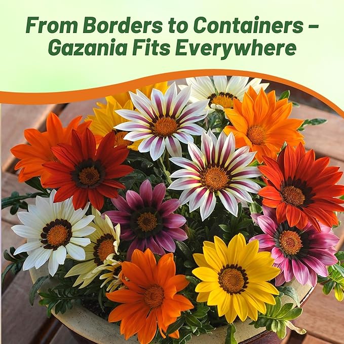 Outsidepride New Day Mixed Gazania Seeds for Planting – 50 Pcs Perennial, Low-Maintenance, Drought-Tolerant Ground Cover Seeds for Vibrant Summer & Fall Flowers, Great for Outdoor Gardens