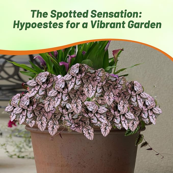 Outsidepride Splash Select Pink Hypoestes Seed for Planting - 100 Pcs Perennial Polka Dot Plant Seeds w/Variegated Foliage for Containers, Hanging Baskets, Small Gardens, Both Indoors & Outdoors