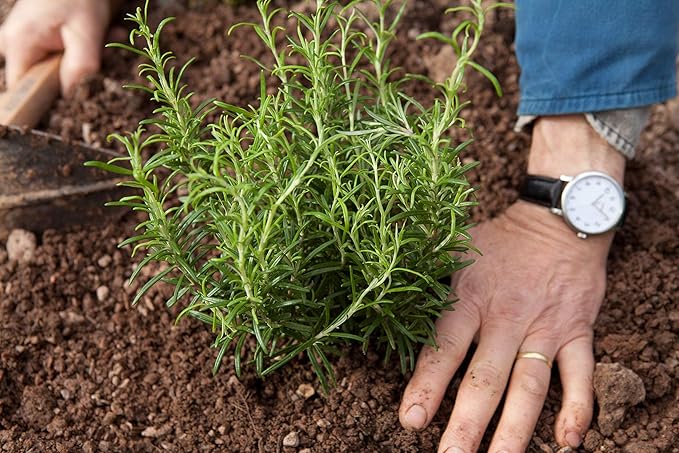 Rosemary Herb Seeds,50 Count COOL BEANS N SPROUTS Brand. Heirloom. Non-GMO. Home Gardening.
