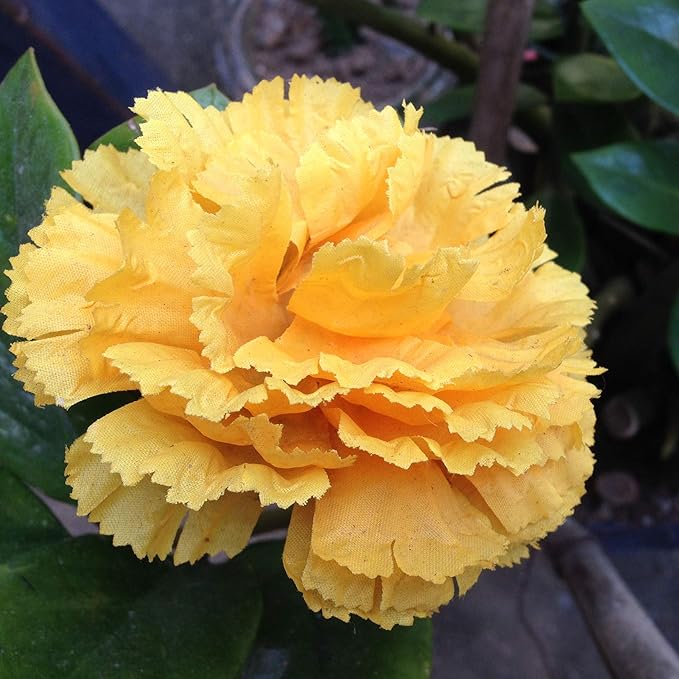 Outsidepride Yellow Carnation Seeds - 2000 Pcs Biennial, Easy to Grow Flower Seeds for Planting with Fragrant Blooms, Ideal for Pollinators, Cutting Gardens, Bouquets, & Floral Arrangements