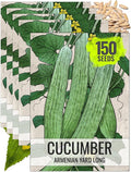 Seed Needs Cucumber Seeds for Planting Armenian Yard Long Cucumbers - Heirloom Non-GMO & Untreated - Snake Melon/Serpent Cucumber to Plant a Home Grown Outdoor Vegetable Garden (5 Packs)