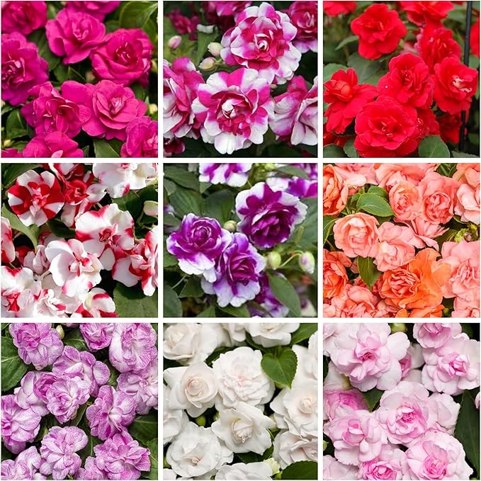 350+ Double Impatiens Seeds for Planting Perennial Annual Mixed Camellia Impatiens Balsamina Balsam Seeds Double Flower Borders Containers Outdoor