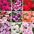 350+ Double Impatiens Seeds for Planting Perennial Annual Mixed Camellia Impatiens Balsamina Balsam Seeds Double Flower Borders Containers Outdoor