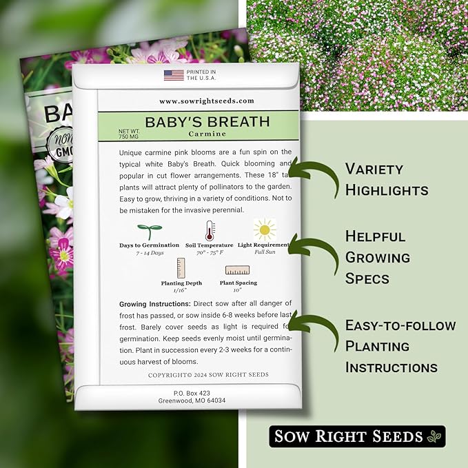 Sow Right Seeds - Carmine Baby's Breath Seeds for Planting - Non-GMO Heirloom Flower Variety - Easy to Grow Gypsophila - Ideal for Garden Borders and Bouquets - Attracts Butterflies (1)