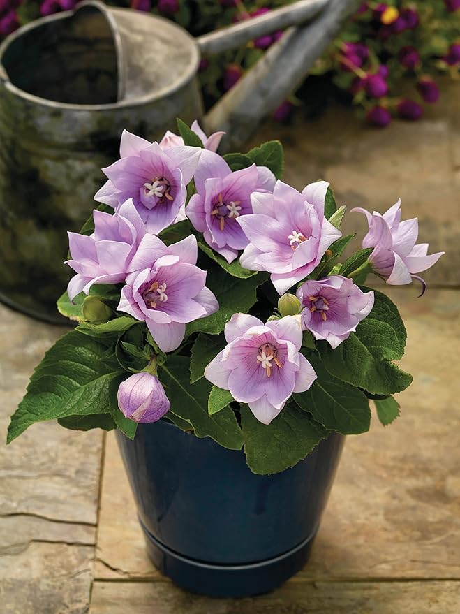 Seeds Pink Balloon Flower Platycodon Chinese Bellflower Perennial Flowers