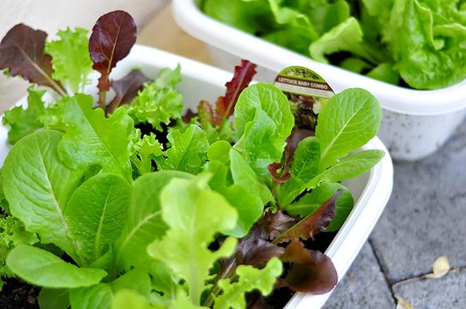 Seeds Lettuce Indoor Mix - 20 Days for Salad - Heirloom Vegetable - GMO Free