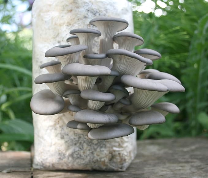 Root Mushroom Farm-Blue Oyster Grain Spawn(NOT A GROW KIT)