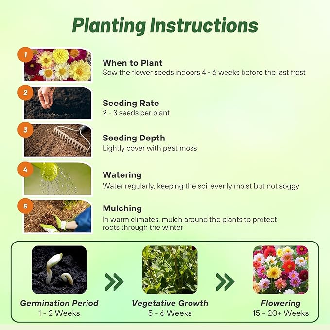 Outsidepride Unwin Bedding Dahlia Seeds for Planting - 500 Pcs Annual, Easy to Grow, Season-Long Flower Seeds with Colorful Blooms for Containers, Pots, Borders, & Gardens, Suitable as Cut Flower