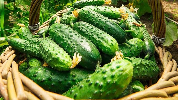 Seeds Cucumber Envy of The Neighbors F1 Open-Pollinated / 50 Days/Non GMO/Heirloom