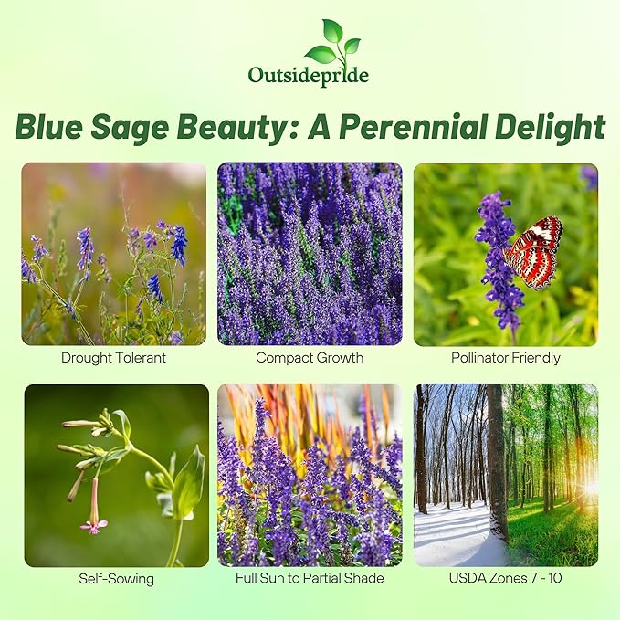 Outsidepride Blue Sage Seeds - 1/4 Lb. Perennial, Drought-Tolerant & Deer-Resistant Wildflower Seeds w/Fragrant Blooms for Pollinator Attractant for Butterfly & Hummingbird Gardens & Landscaping