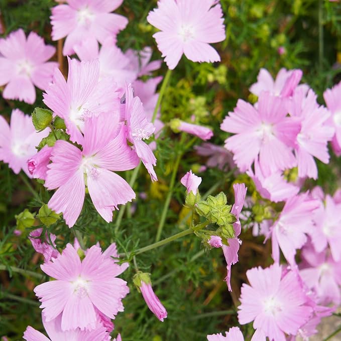 Outsidepride Rosea Musk Mallow Hollyhock Seeds - 4,000 Pcs Perennial, Long-Blooming, Heat & Drought Tolerant Flower Seeds with Tall, Shrubby Blooms for Cottage Gardens & Cut Flowers