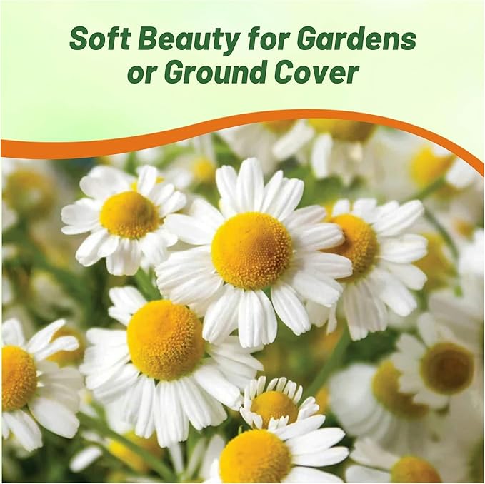 Outsidepride Roman Chamomile Seeds - 50000 Pcs Perennial, Drought Tolerant, Self-Seeding & Versatile, Herb Seeds for Planting Sweet Scented Daisy-Like Blooms, Ideal for Slopes & Pollinator Gardens