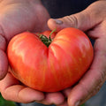 German Pink Heirloom Tomato - 50 Seeds - Heirloom & Open-Pollinated Variety, Non-GMO Vegetable Seeds for Planting in The Home Garden, Thresh Seed Company
