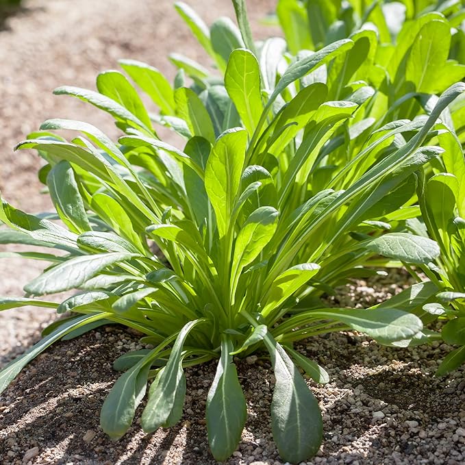 Mibuna Mustard Seeds - 4 Oz ~34,000 Seeds - Non-GMO Japanese Herb, Vegetable Garden & Microgreens Seeds