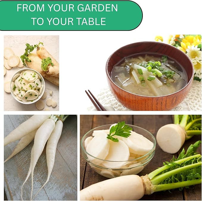 Woods Creek Seeds: Daikon Minowase Radish Seeds for Planting - Over 450 Heirloom Non-GMO Radish Seed Pack - Premium Radishes for Sprouting - Fast-Growing Japanese Radishes for Your Vegetable Garden