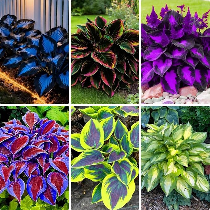 Hosta Flower Seeds, 220pcs, Perennial Shade Plant with Lush Foliage, Ideal for Woodland & Home Gardens