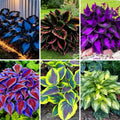 Hosta Flower Seeds, 220pcs, Perennial Shade Plant with Lush Foliage, Ideal for Woodland & Home Gardens
